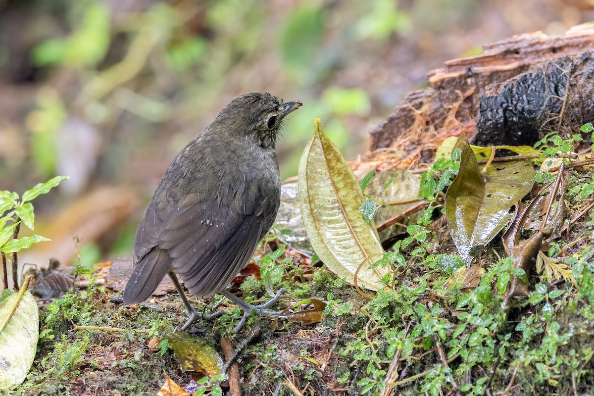 Cundinamarca Antpitta - ML644047376