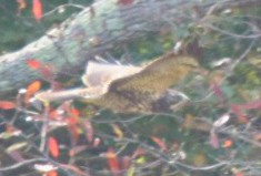 Swainson's Hawk - ML644047377