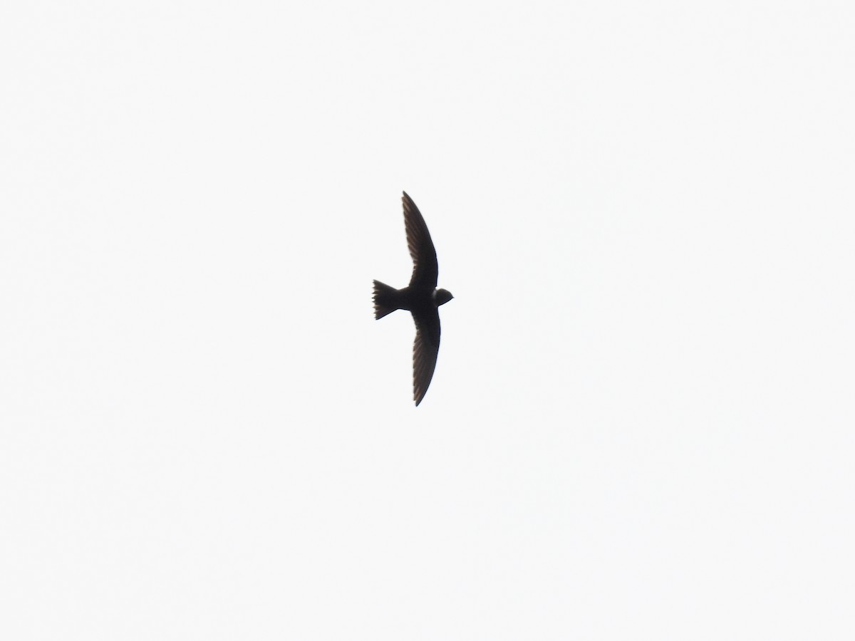 クビワアマツバメ - ML644047380
