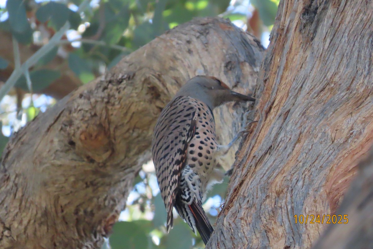 Northern Flicker - ML644047392
