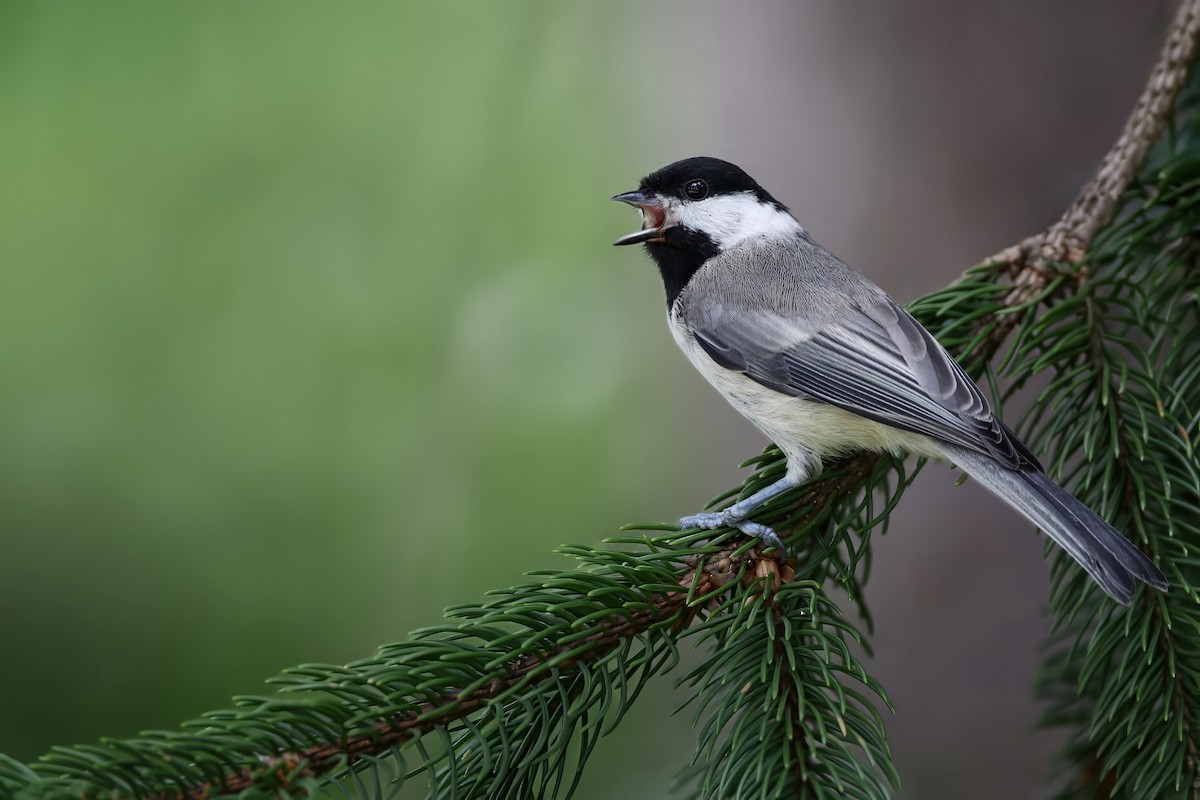 Carolina Chickadee - ML644047398