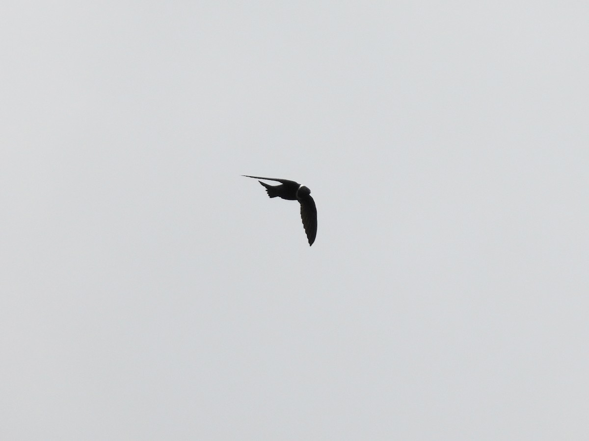 クビワアマツバメ - ML644047399