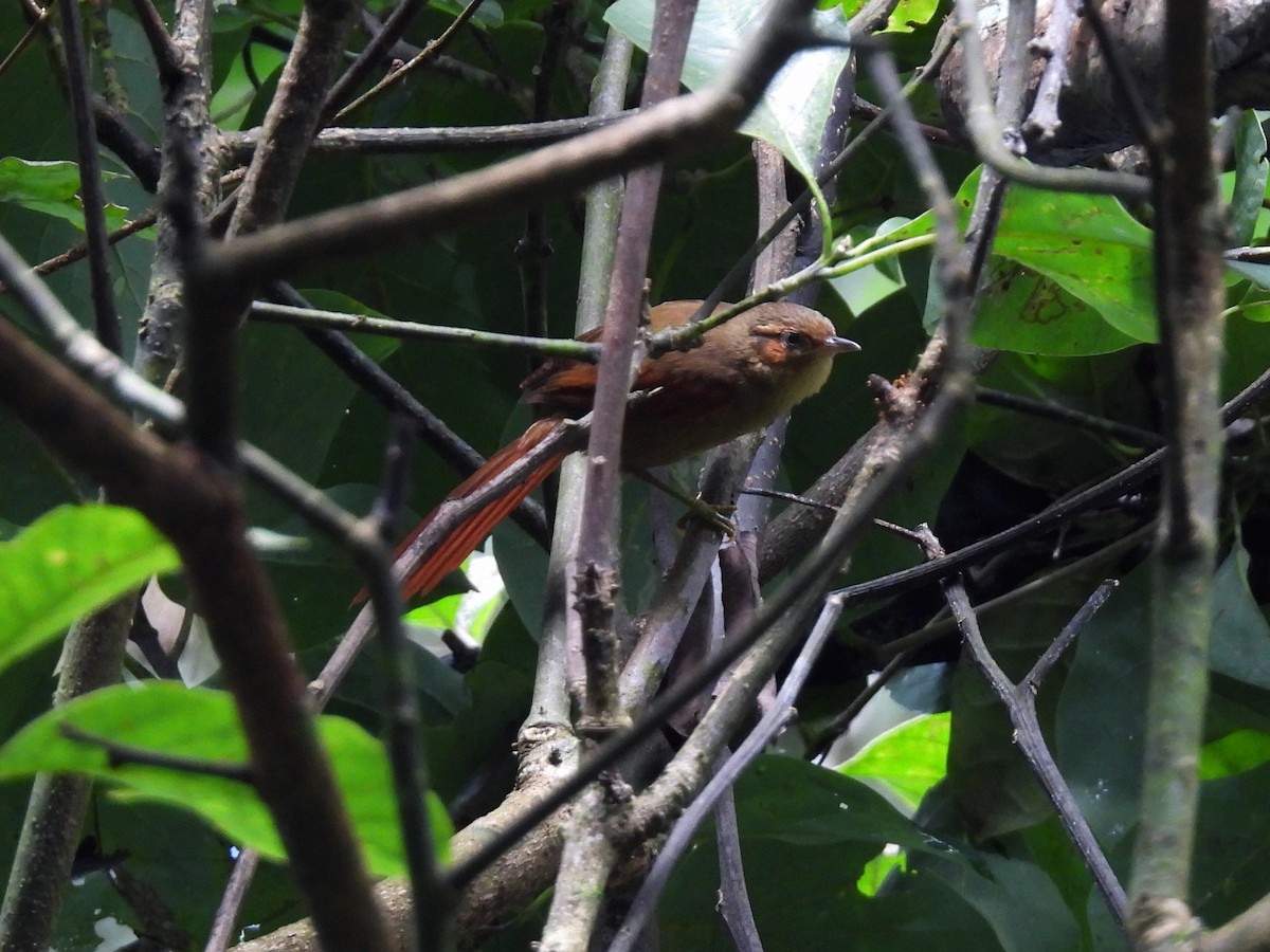 Al Yüzlü Dikenkuyruk - ML644047447