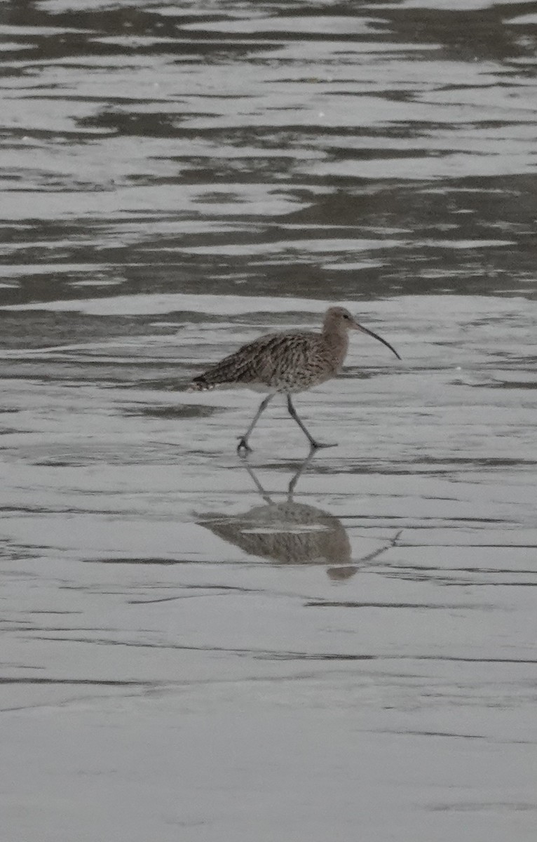 Eurasian Curlew - ML644047448