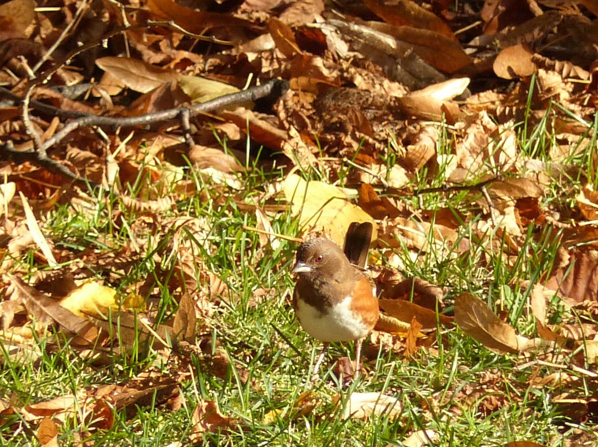 Eastern Towhee - ML644047458