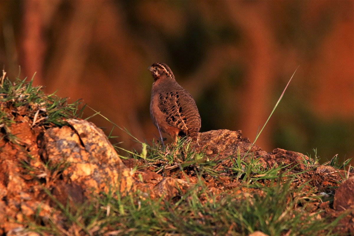 Jungle Bush-Quail - ML644047464
