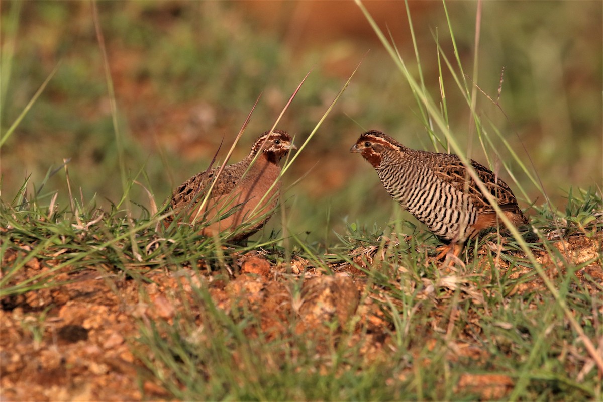 Jungle Bush-Quail - ML644047466
