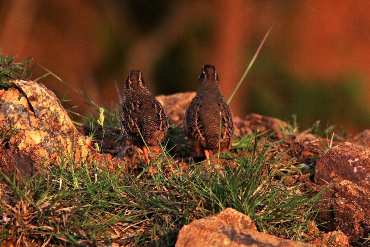 Jungle Bush-Quail - ML644047467