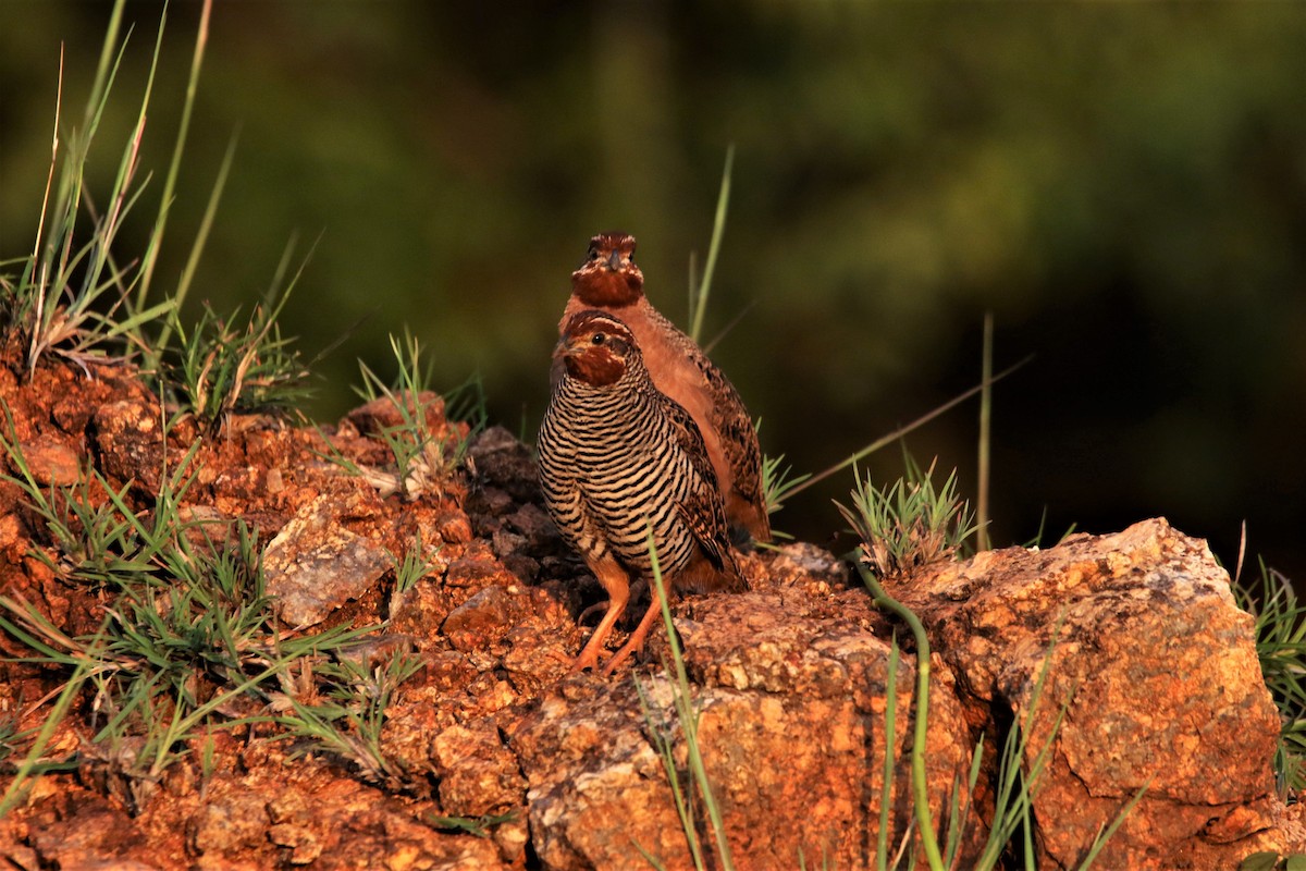 Jungle Bush-Quail - ML644047469