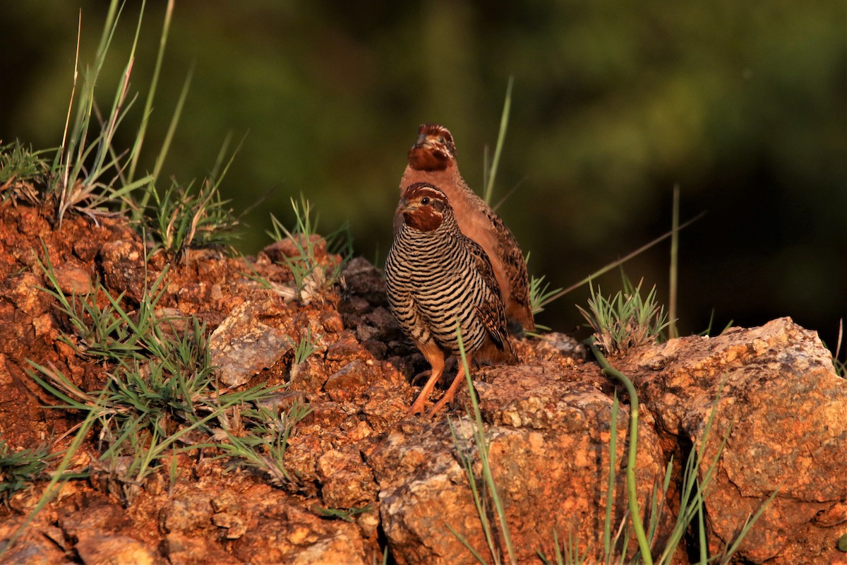 Jungle Bush-Quail - ML644047471