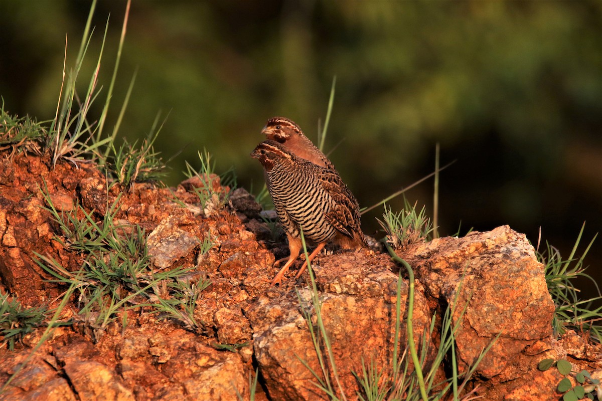 Jungle Bush-Quail - ML644047476