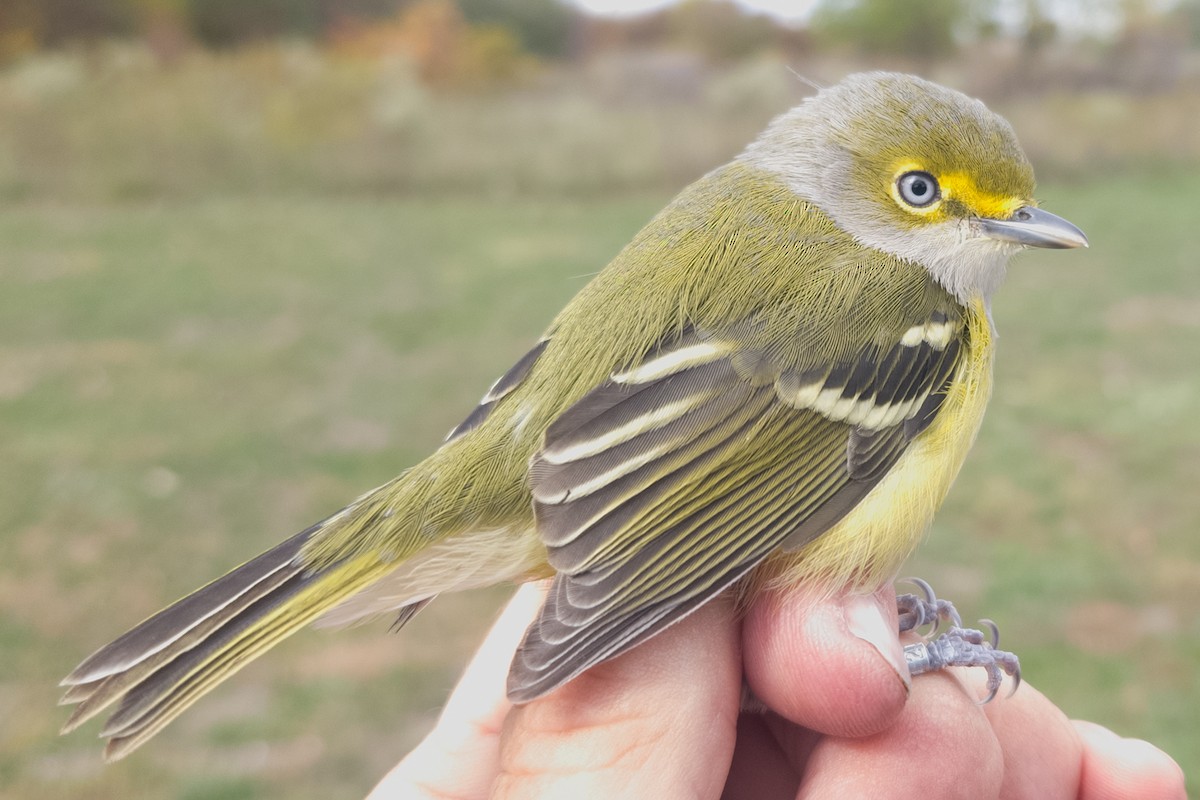 White-eyed Vireo - ML644047486