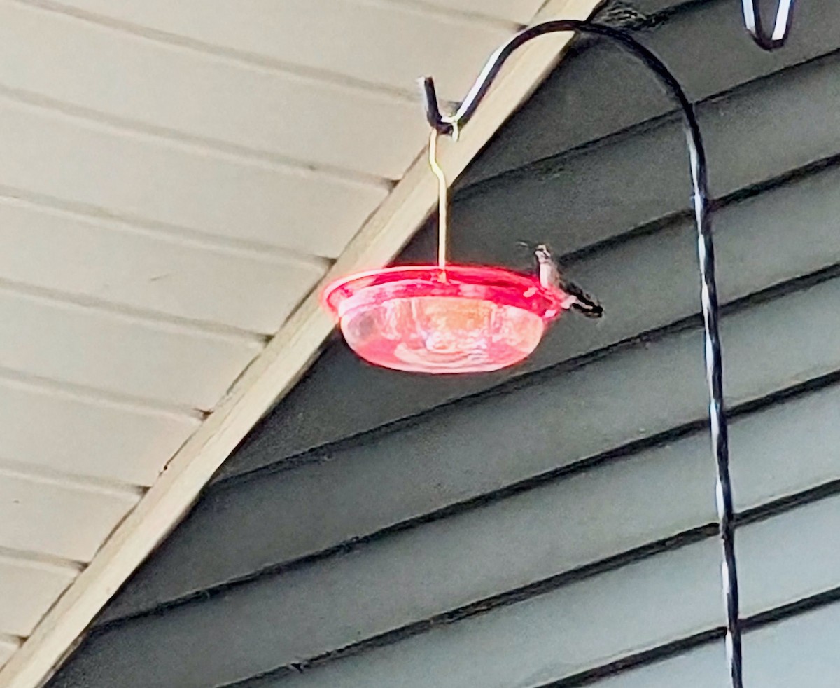 Broad-billed Hummingbird - ML644047523