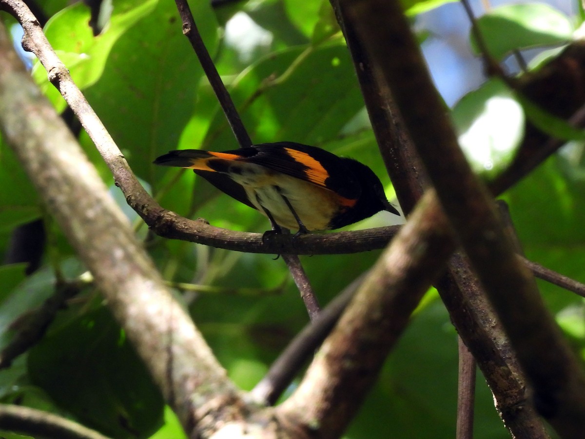 American Redstart - ML644047525