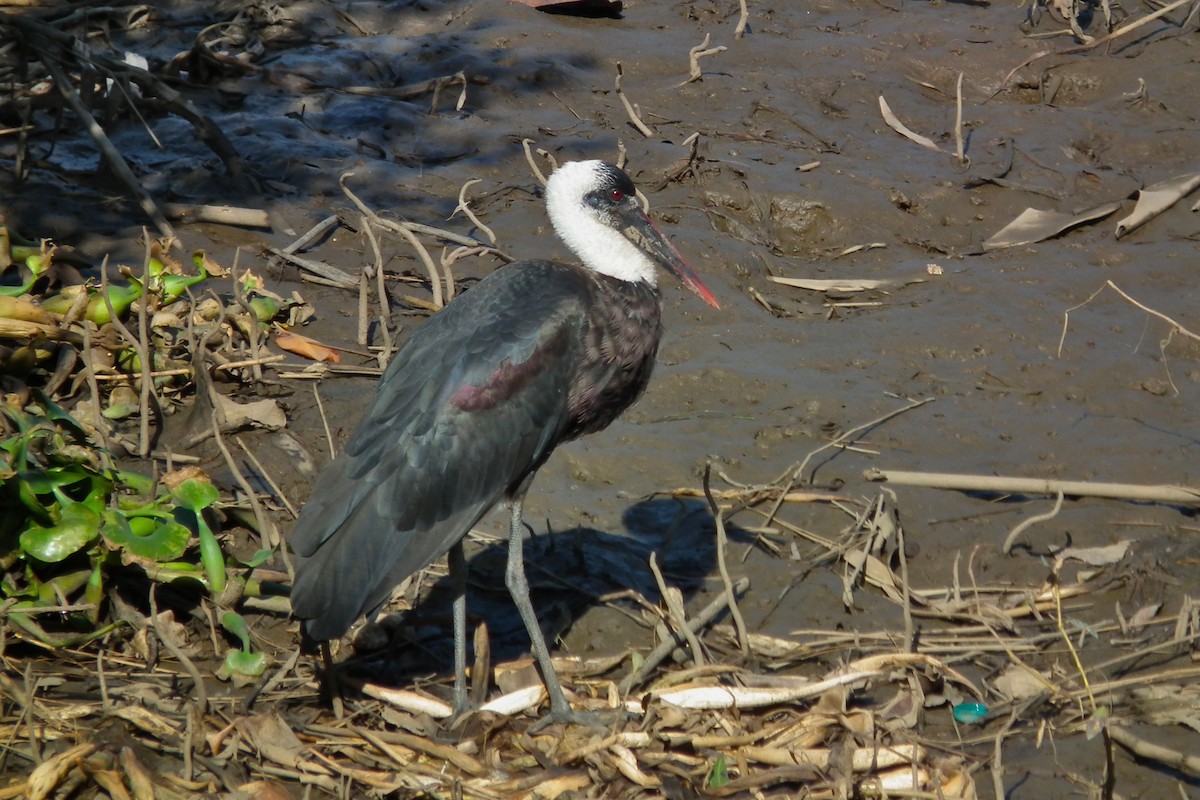 חסידה לבנת-גרון אפריקאית - ML644047532