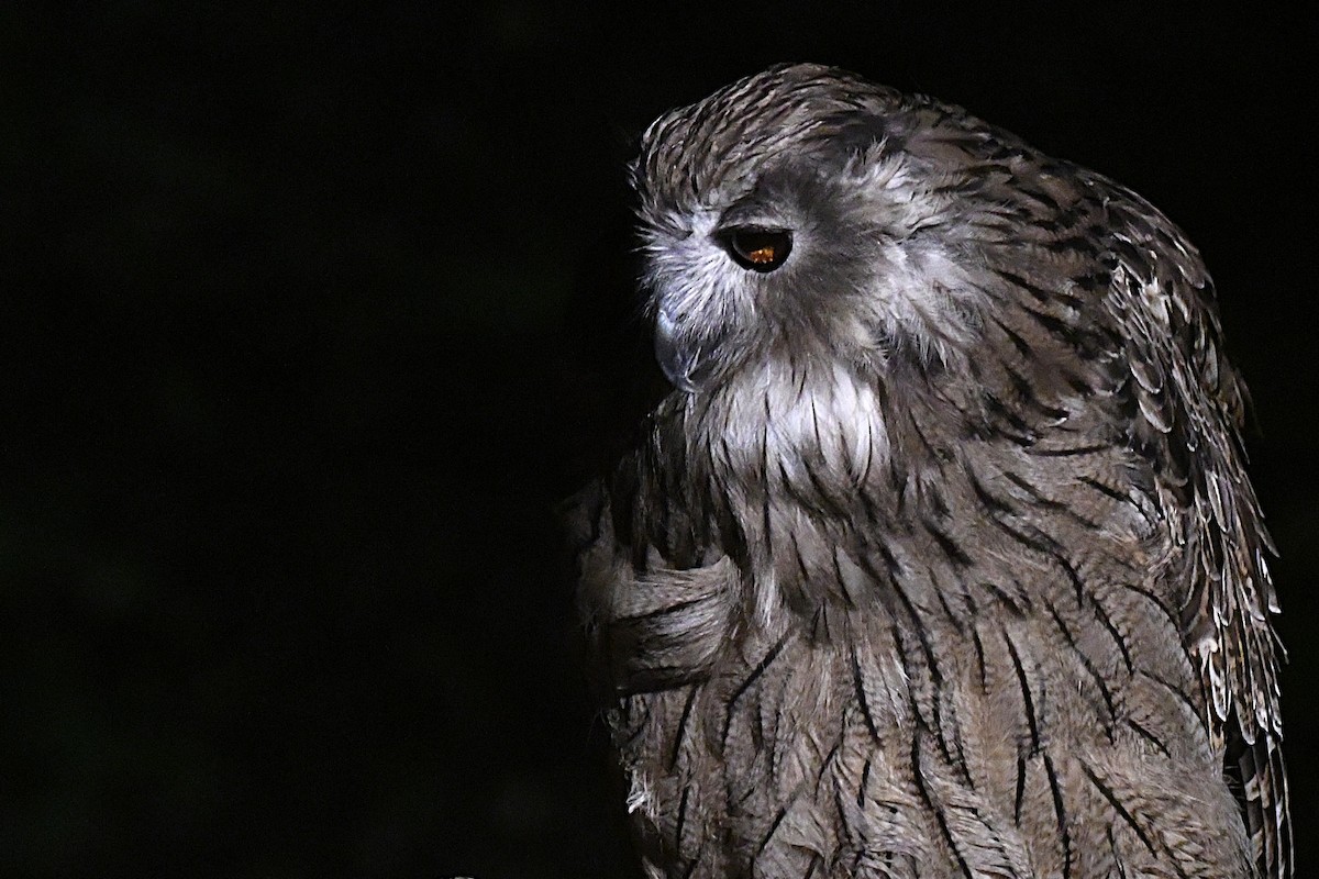 ketupa říční - ML644047533