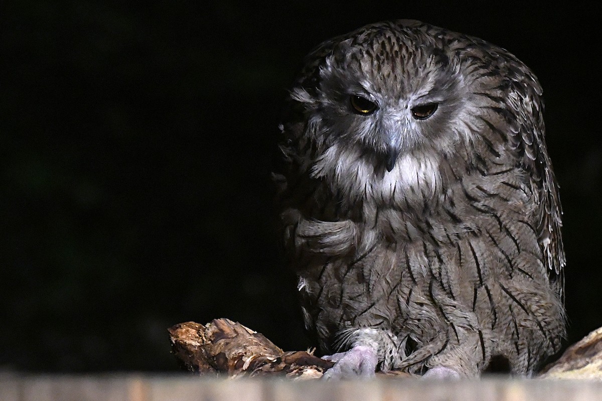 ketupa říční - ML644047534