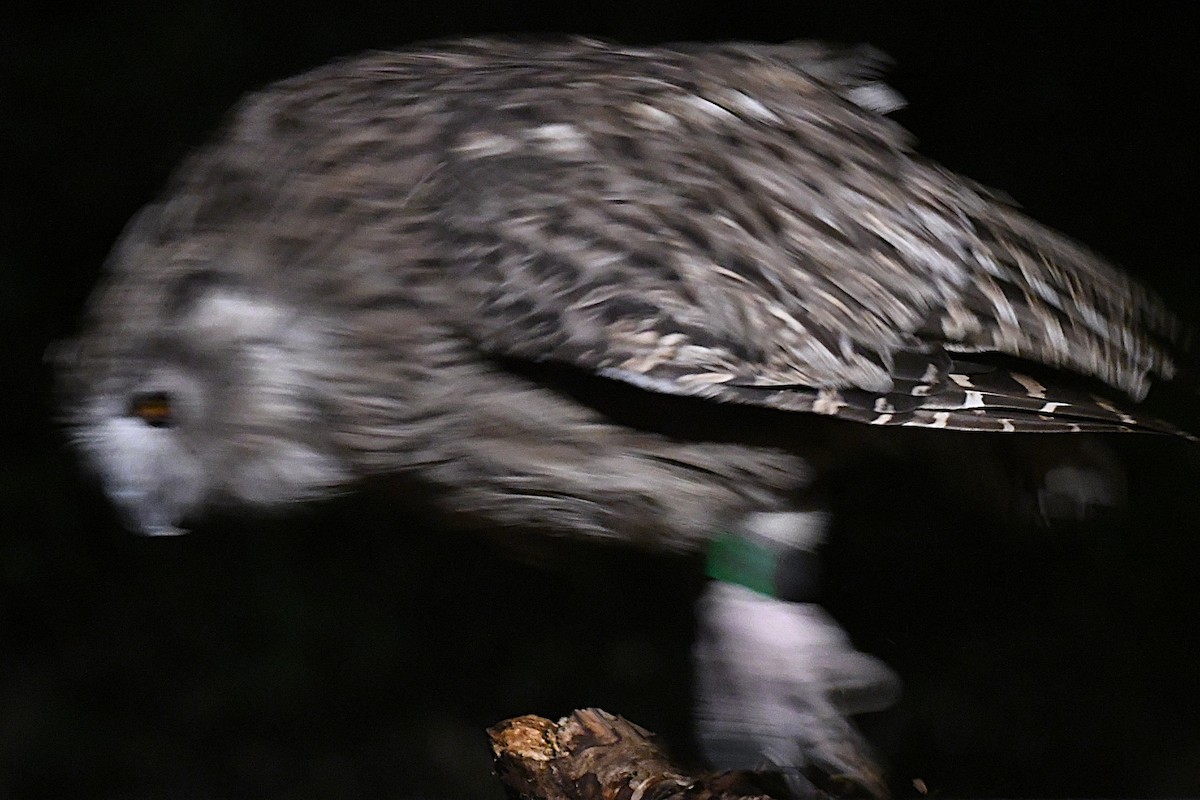 ketupa říční - ML644047535