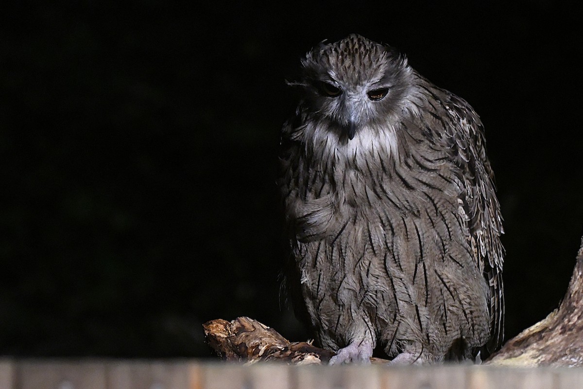 ketupa říční - ML644047536