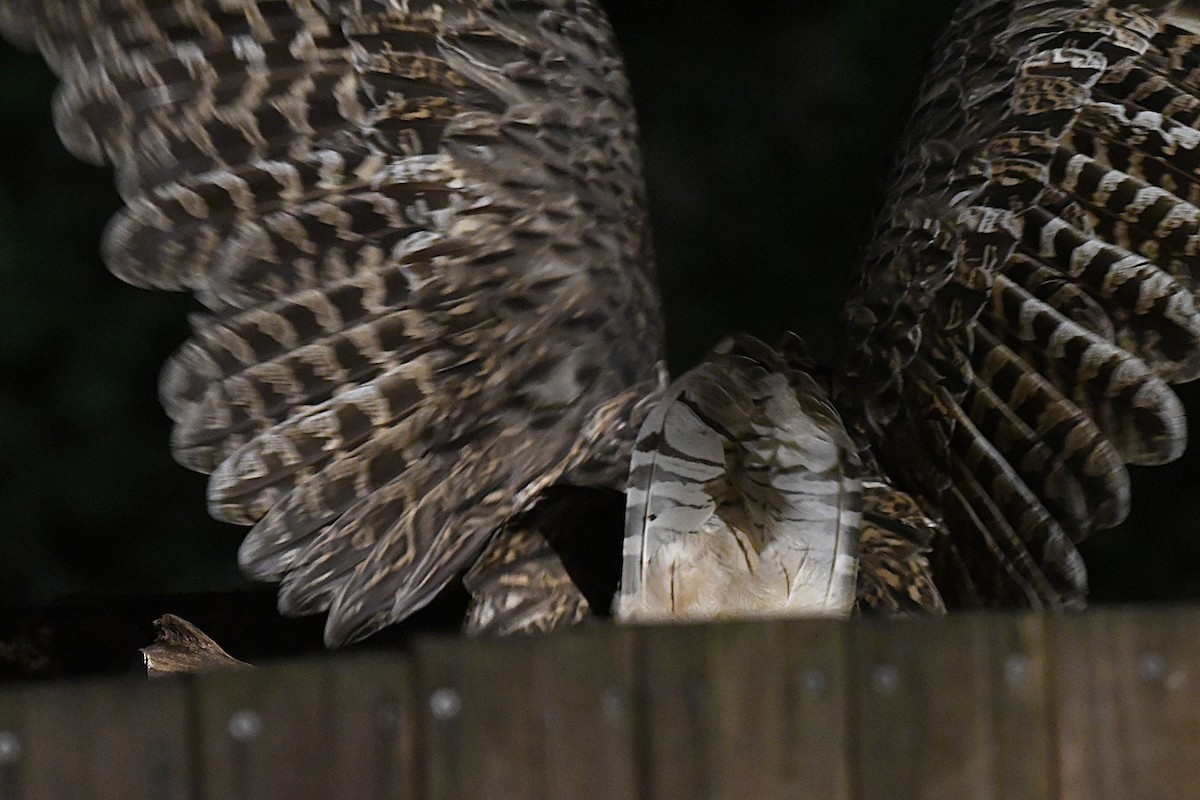 ketupa říční - ML644047537