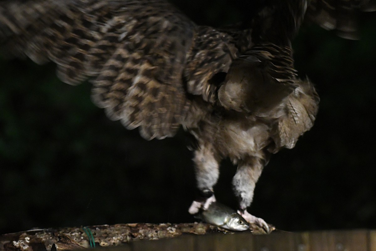 ketupa říční - ML644047538