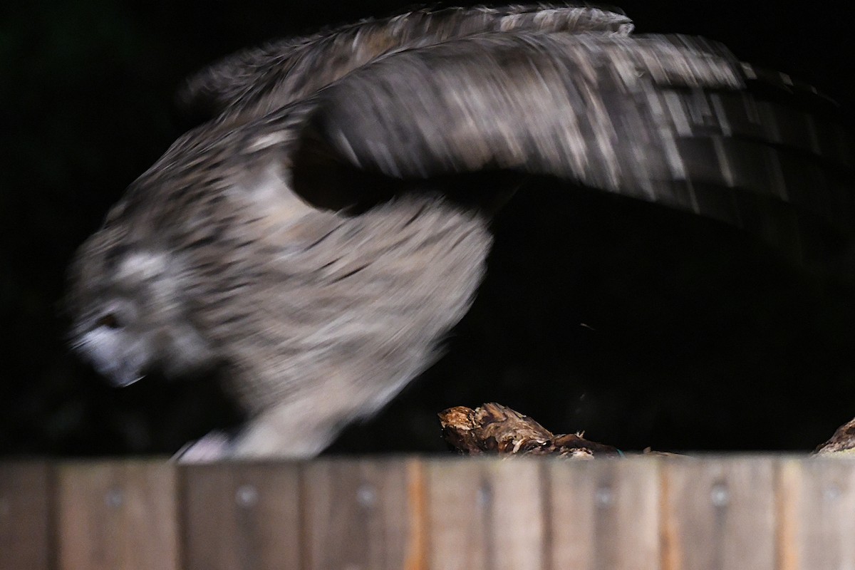 ketupa říční - ML644047540