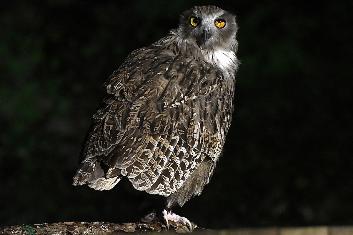 ketupa říční - ML644047541