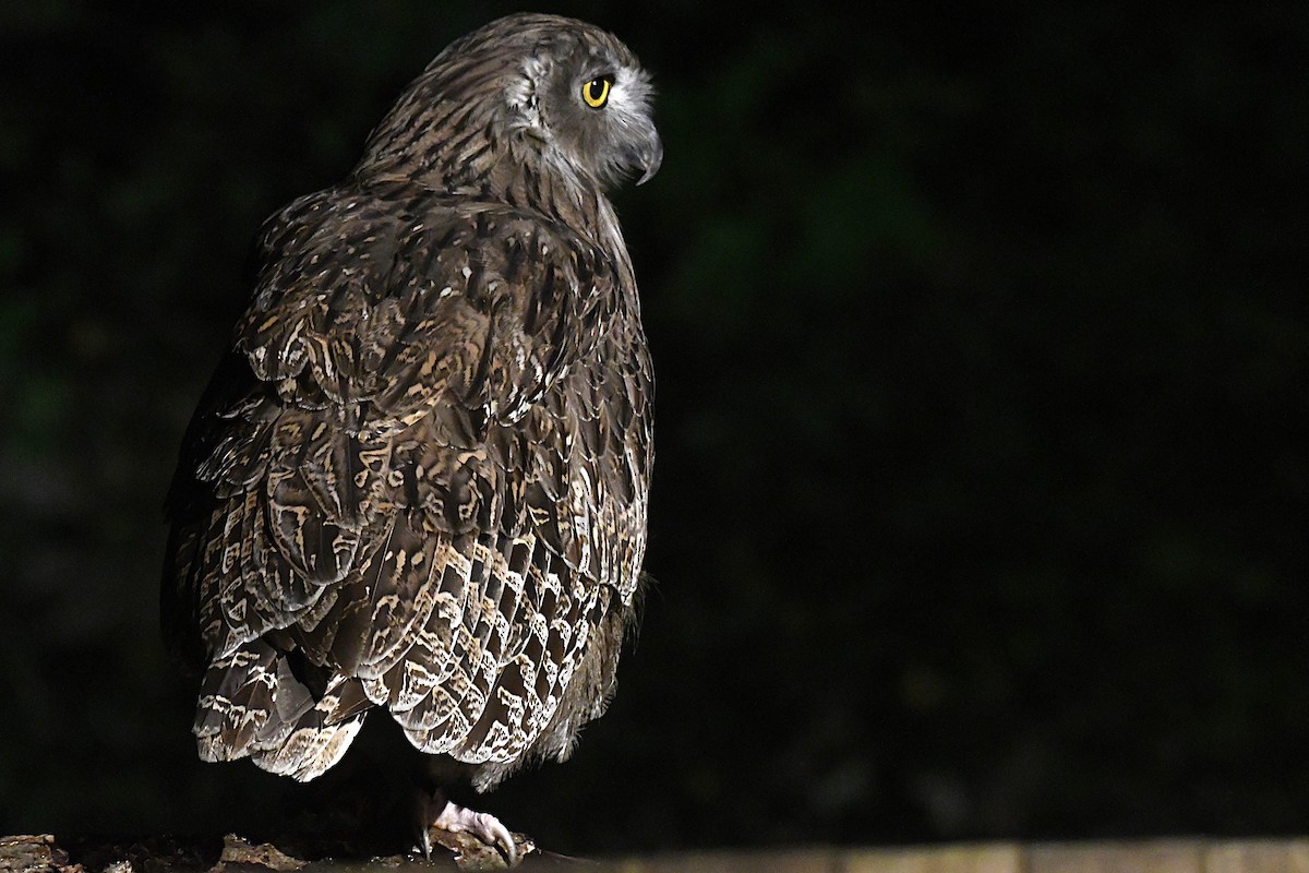 ketupa říční - ML644047542