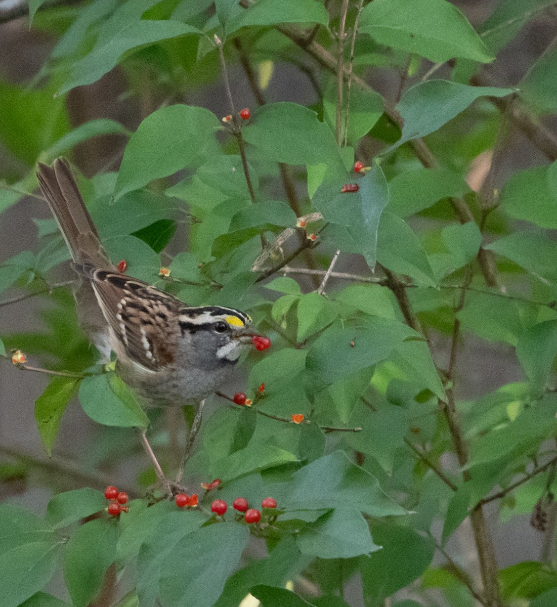 White-throated Sparrow - ML644047546
