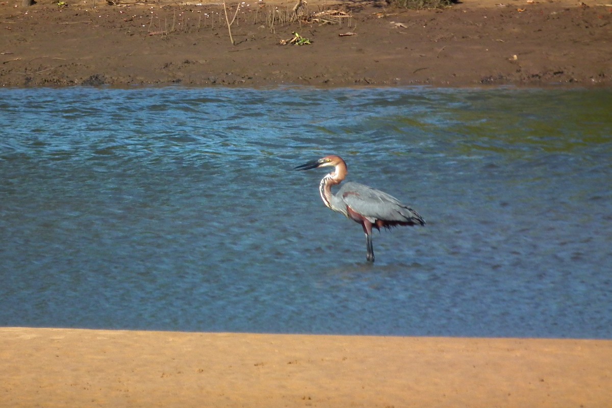 Goliath Heron - ML644047551