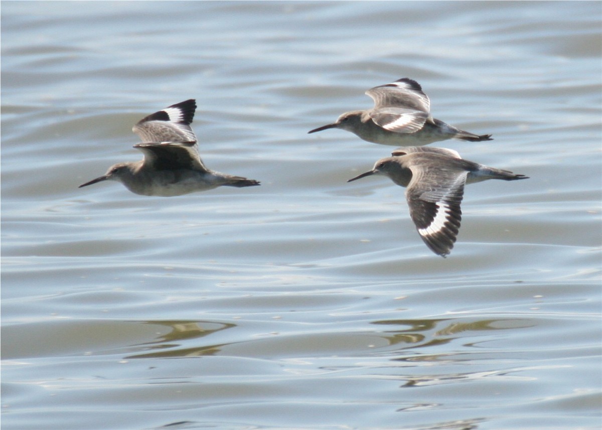 Willet - ML644047555