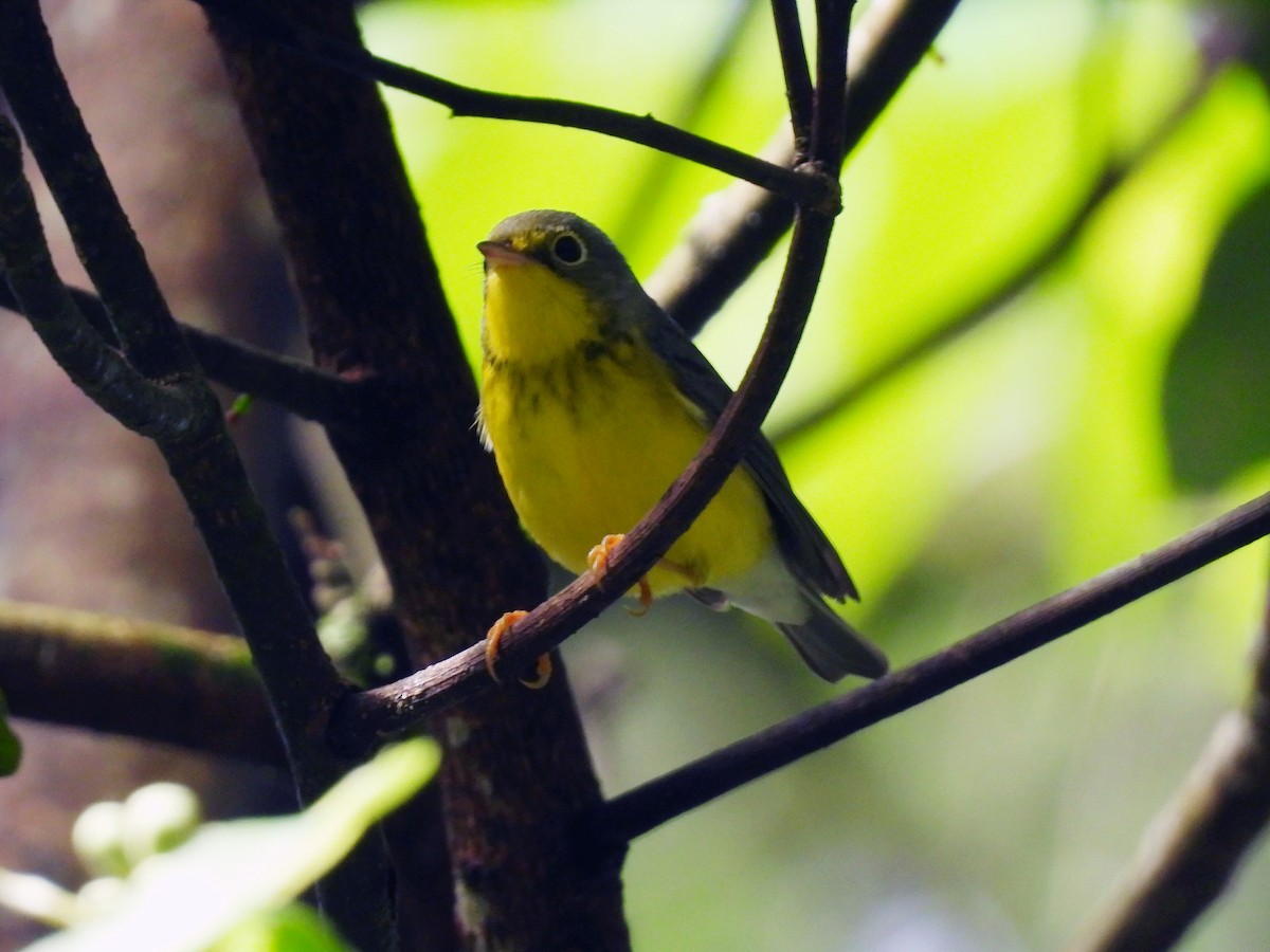 Canada Warbler - ML644047565