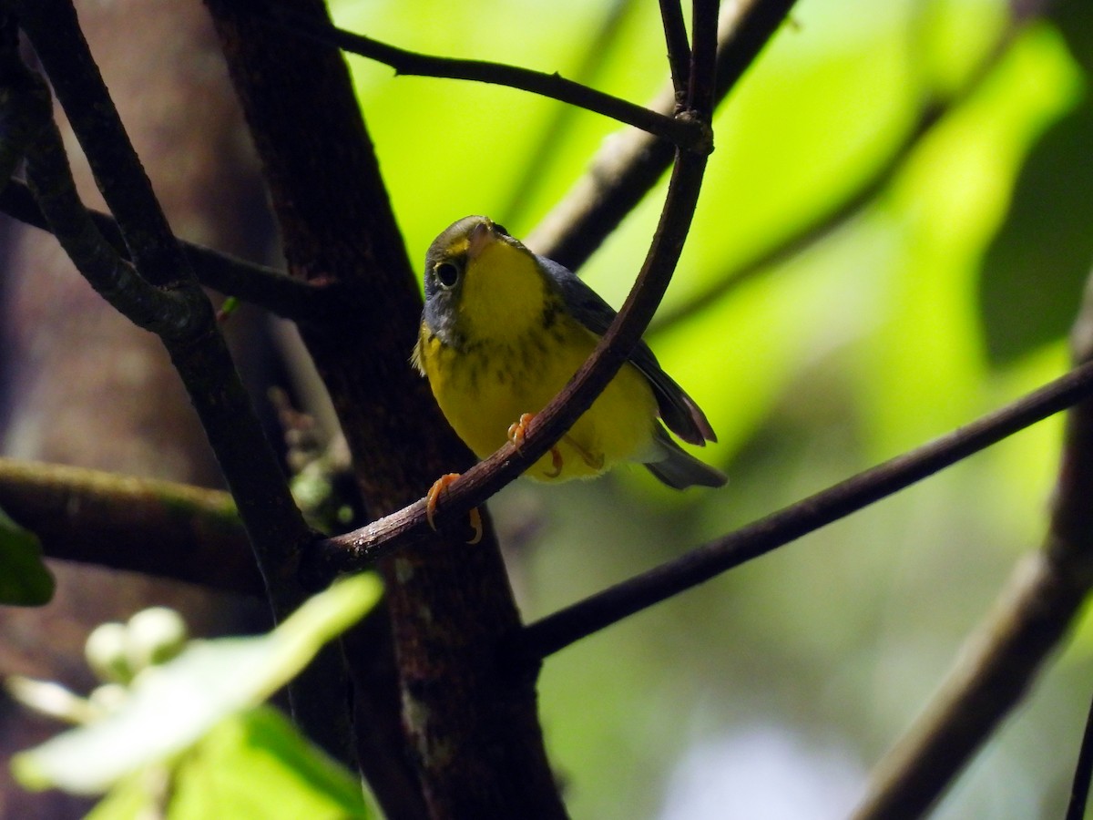 Canada Warbler - ML644047569