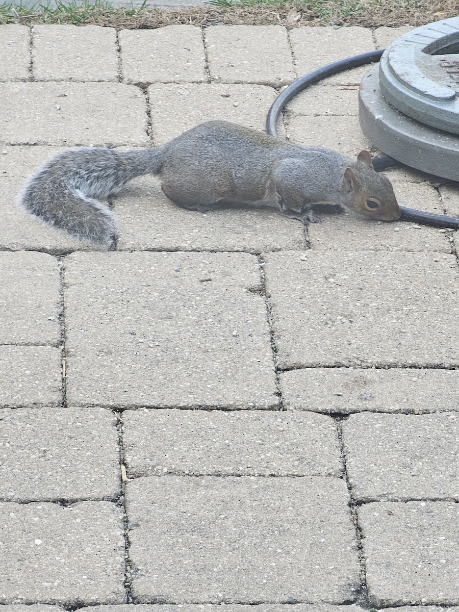 Animals - ML644047570