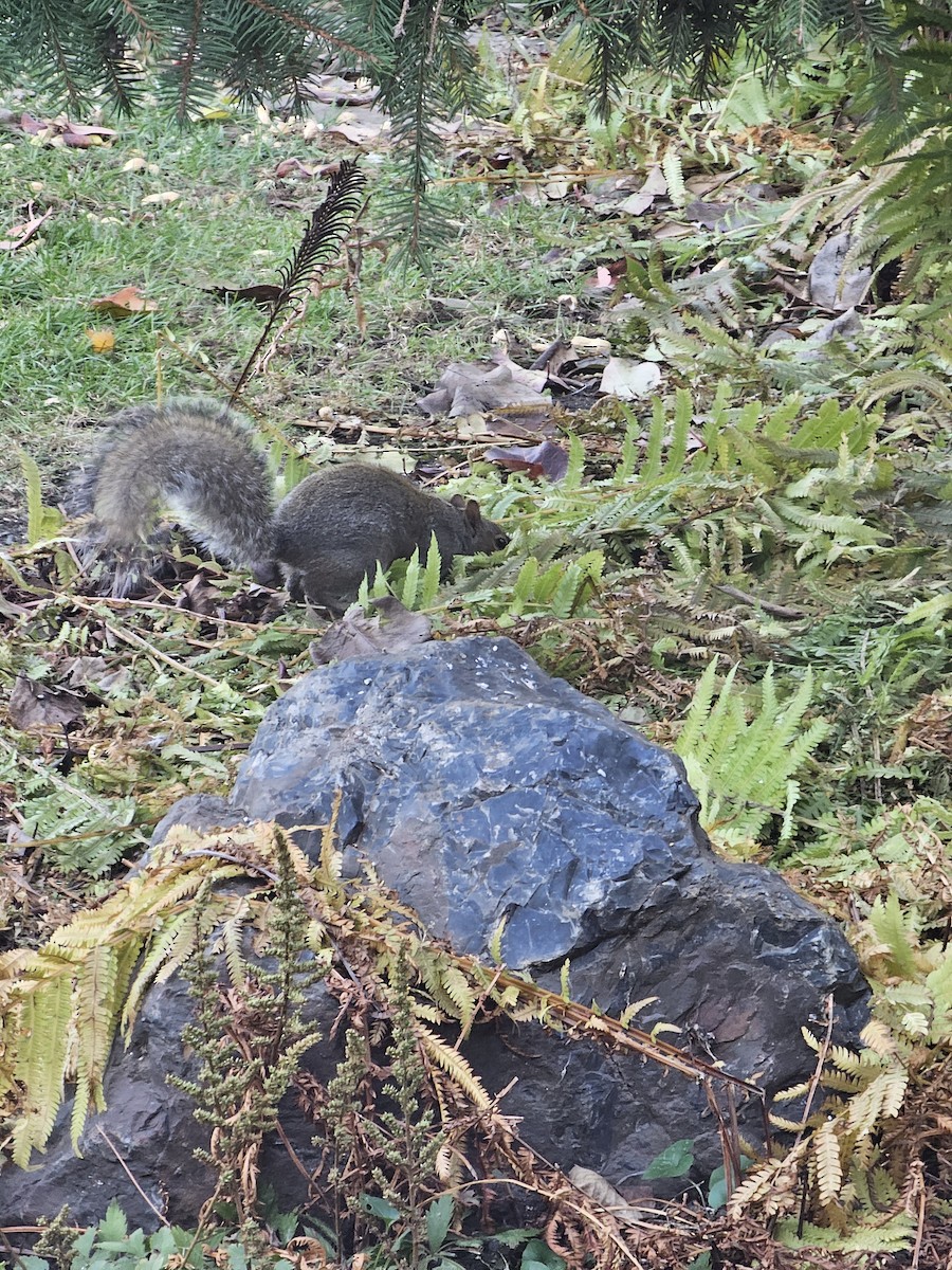 Animals - ML644047571