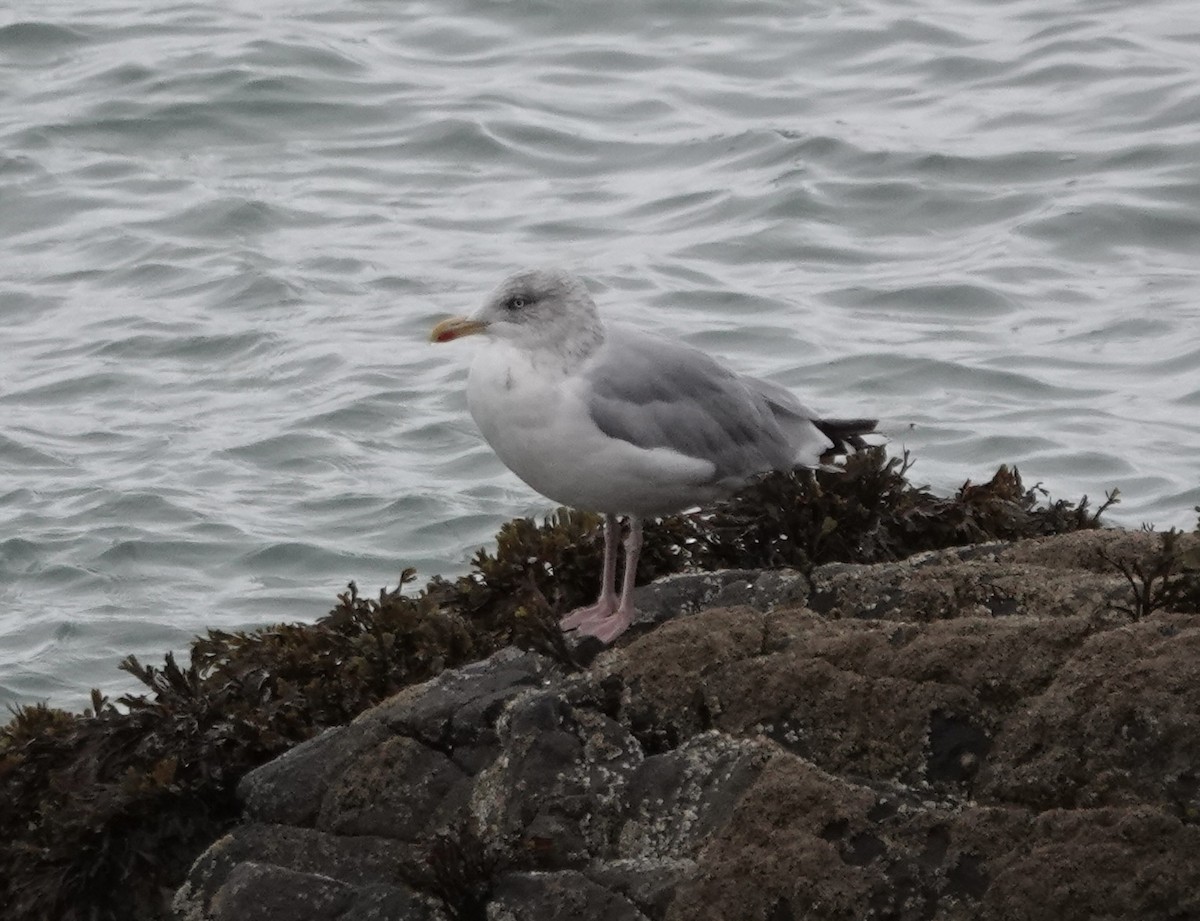 European Herring Gull - ML644047576