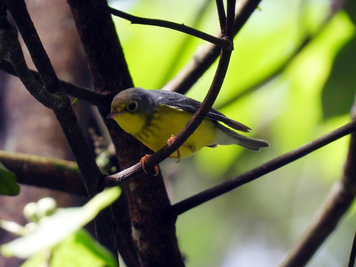 Canada Warbler - ML644047577
