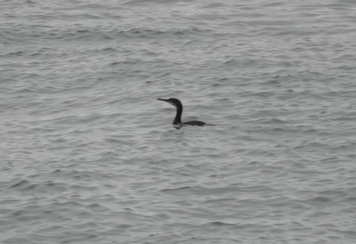 European Shag - ML644047592