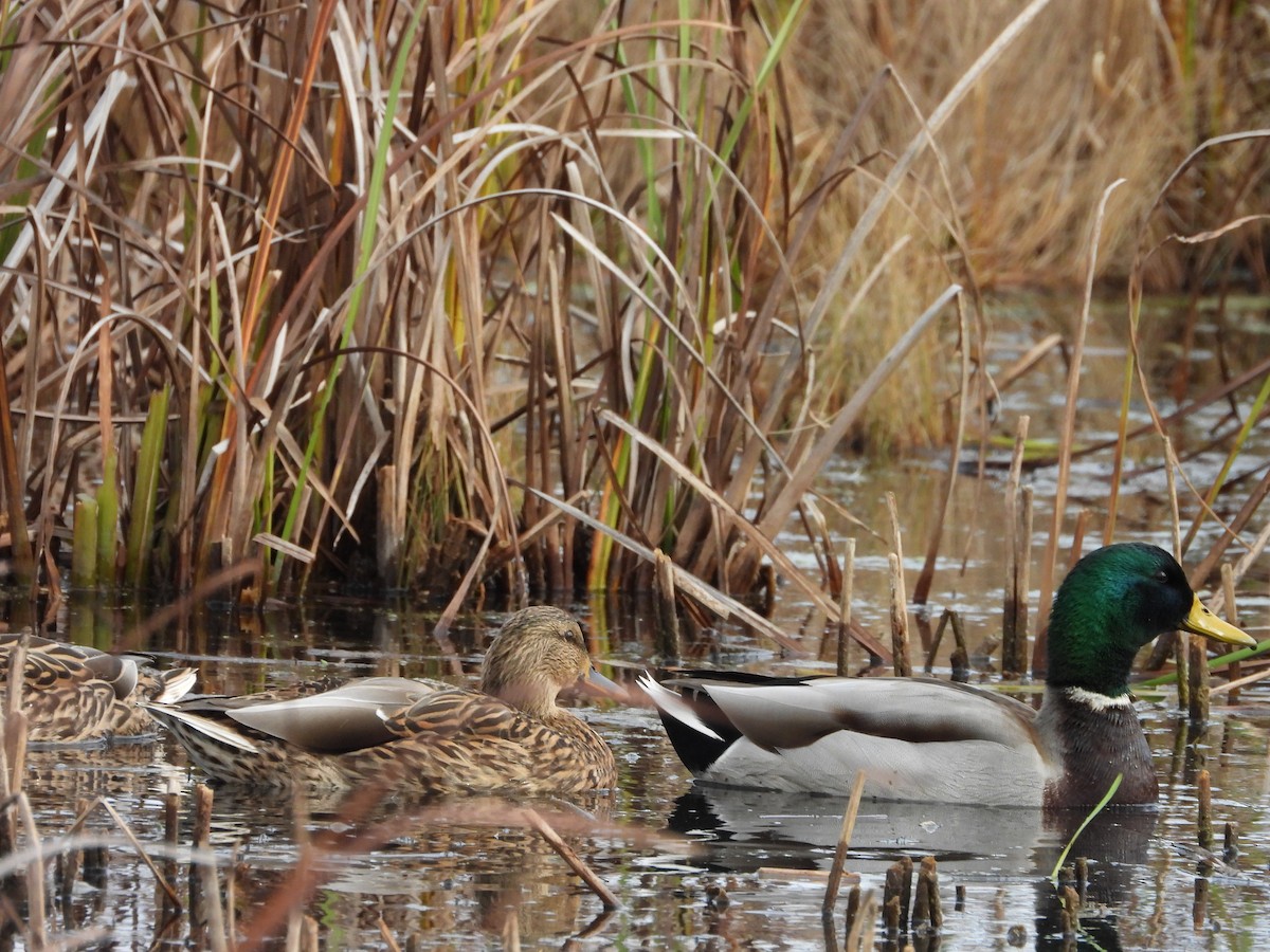 Mallard - ML644047602