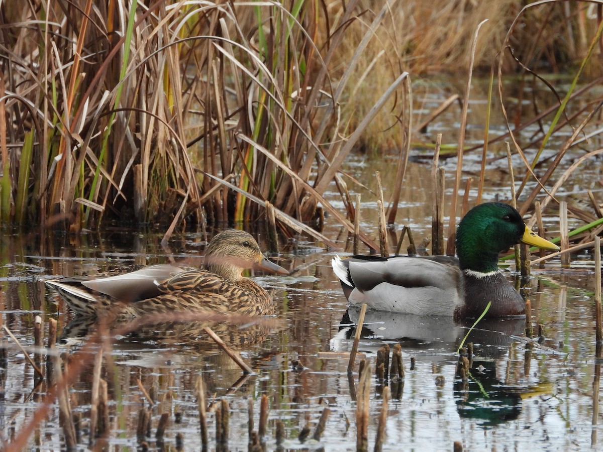 Mallard - ML644047613