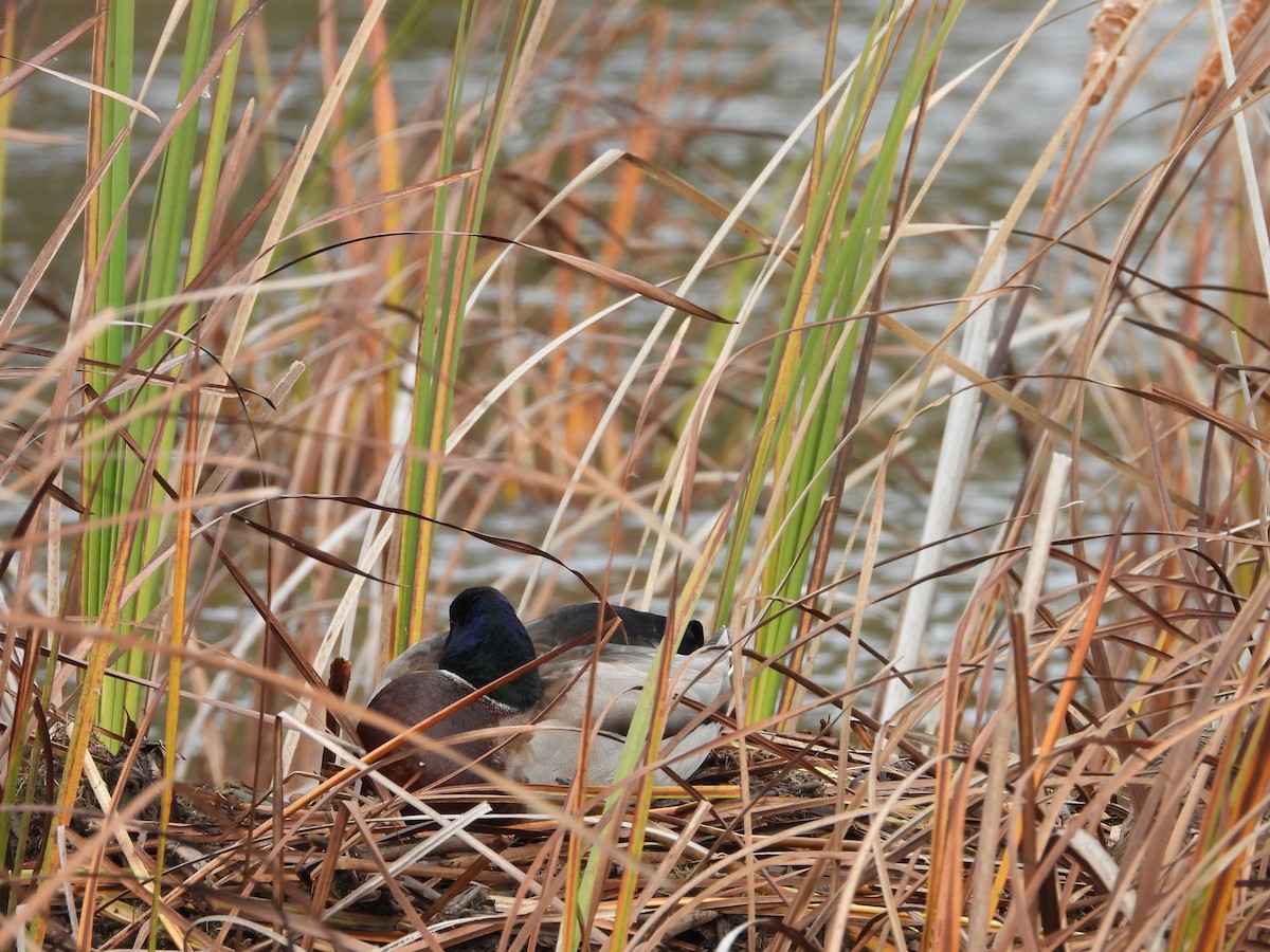 Mallard - ML644047621