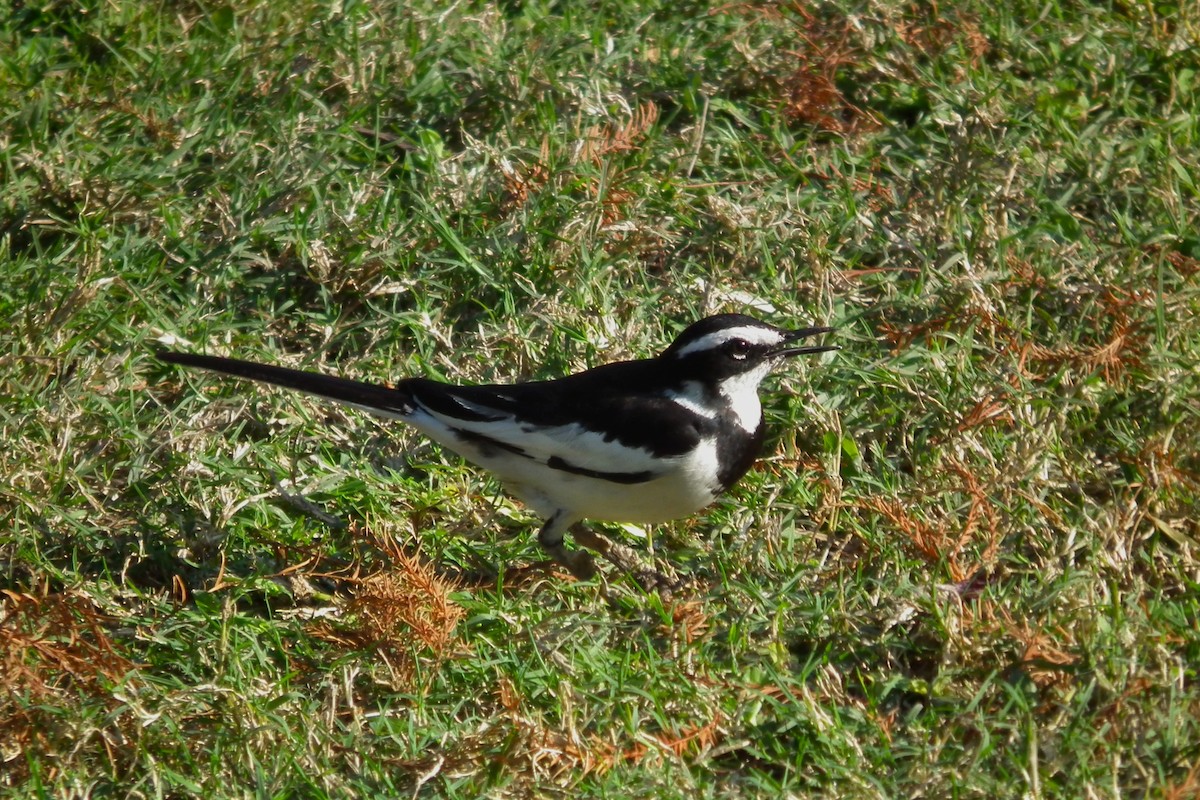 African Pied Wagtail - ML644047622