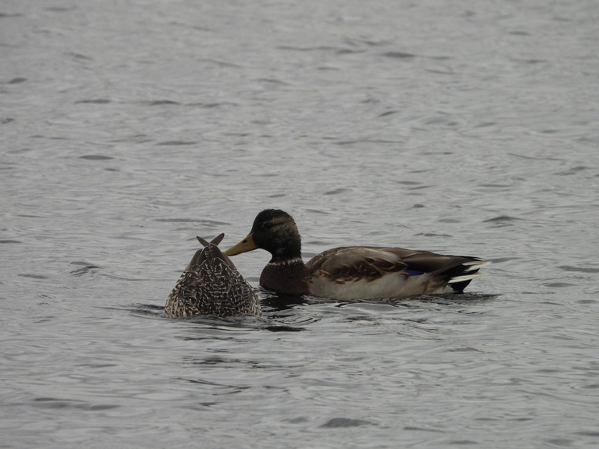 Mallard - ML644047635