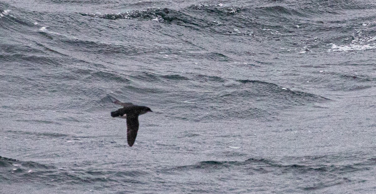 Puffinure plongeur - ML644047638