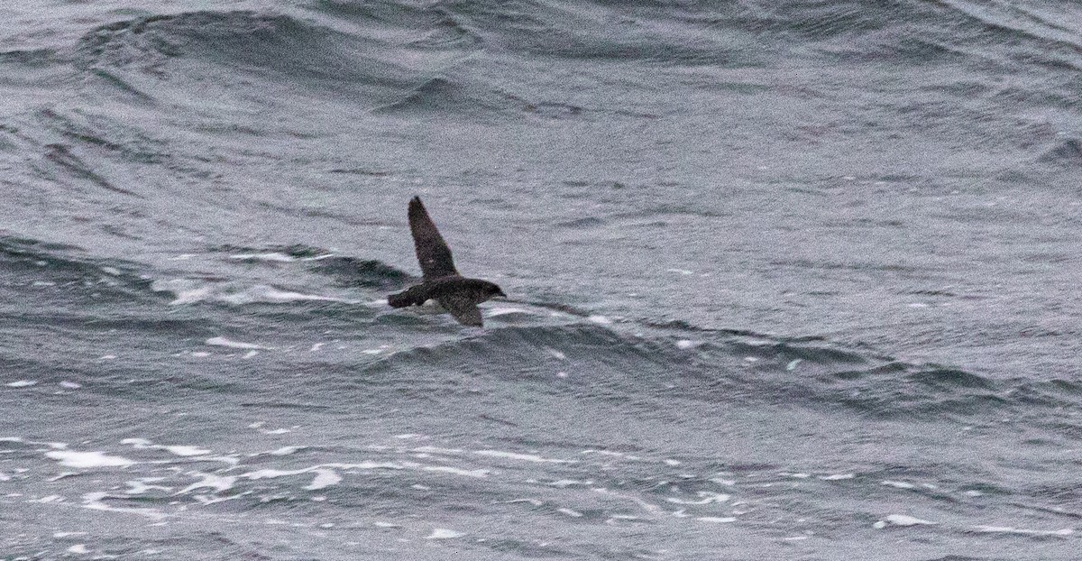 Puffinure plongeur - ML644047639