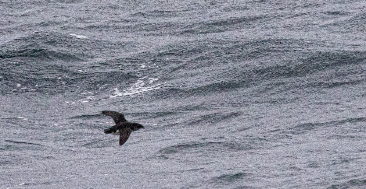 Puffinure plongeur - ML644047640