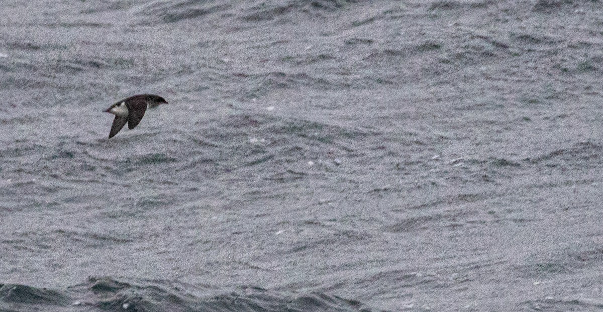 Puffinure plongeur - ML644047641