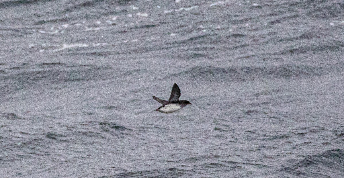 Puffinure plongeur - ML644047642