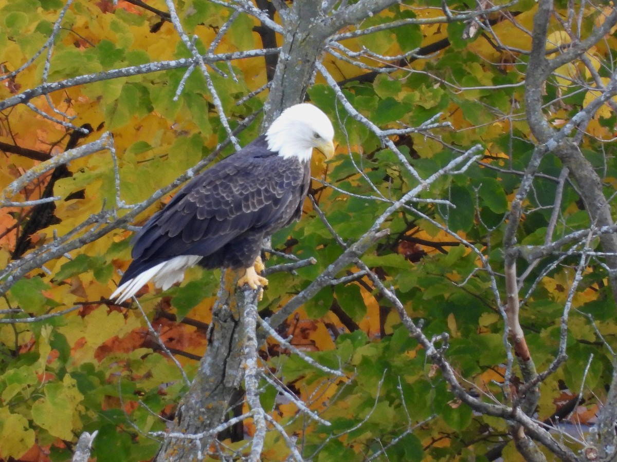 ハクトウワシ - ML644047647