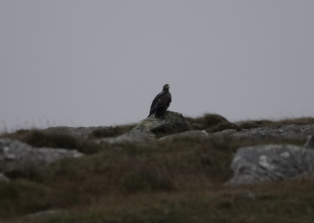 White-tailed Eagle - ML644047655
